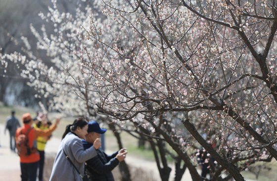 17일 서울 성동구 청계천변에 매화가 흐드러지게 피어 산책 나온 시민들의 눈길을 사로잡고 있다. 뉴스1