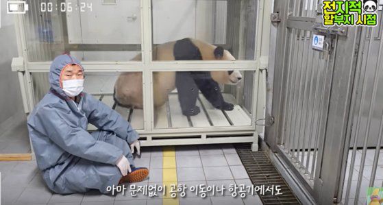 에버랜드 측은 1일 자이언트판다 푸바오가 중국으로 향하기 위해 항공기 박스 적응 훈련을 하는 영상과 사진을 공개했다. 푸바오는 3일 태어나고 자란 에버랜드를 떠나 전세기를 타고 중국으로 향한다. 사진 에버랜드 유튜브 캡처