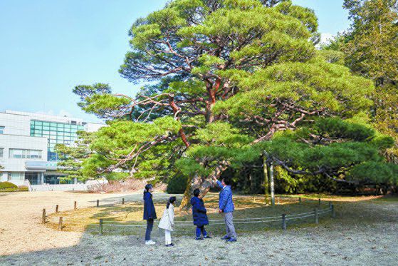 박찬열(맨 오른쪽) 임업연구관이 소중 학생기자단에게 반송에 대해 설명하고 있다. 무성하게 자란 가지들이 땅 위에 드리운 반송의 거대한 자태만큼 땅속에 뿌리가 뻗어 있을 거란 설명에 다들 깜짝 놀랐다.
