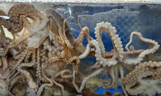 영암은 낙지로 유명한 고장이다. 학산면 독천리에 낙지 요리 전문식당이 모여 있다.