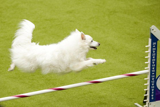 뉴욕에서 출전한 반려견 칸이 더위를 식히고 있다. 로이터=연합뉴스