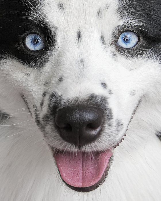웨스트민스터 도그쇼 경연장. AFP=연합뉴스