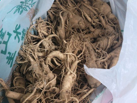 선부중·안산공고 역도장에 있던 생 인삼 포대. 여자 역도 국가대표 박혜정이 고교 시절 먹고 힘을 냈다는 그 인삼이다. 손성배 기자