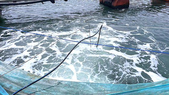 지난해 경남 사천시의 한 해상 가두리 양식장에서 고수온 피해에 대비해 산소공급기를 가동하고 있다. 사진 경남도