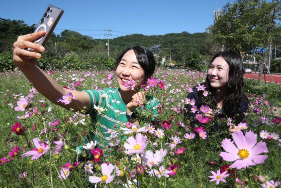 대전 대덕구 장동만남공원 일원에 코스모스가 만개해 있다. 뉴스1