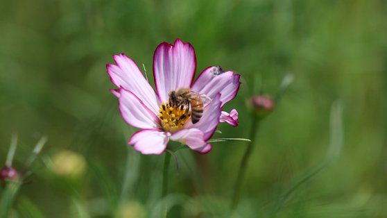 지난 8월 제주시 항파두리 항몽유적지 근처에 핀 코스모스꽃에 꿀벌이 날아와 앉아 있는 모습. 연합뉴스