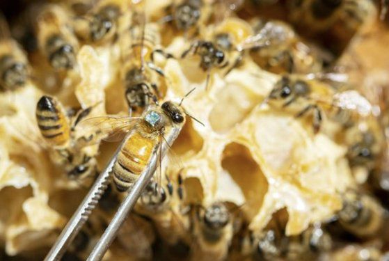 서울대 정수종 교수 연구팀이 꿀벌의 활동을 분석하기 위해 꿀벌의 등에 마이크로 칩을 붙였다. 전민규 기자