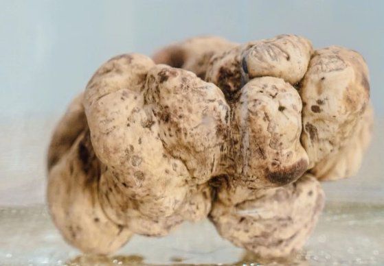 경매에서 낙찰된 무게 908g의 알바 화이트 트러플. 사진 Castellana