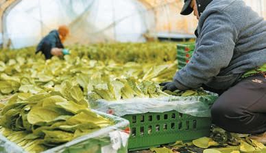 더자연처럼의 진천 협업농가에서 루꼴라를 수확하는 모습.