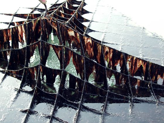 한국에서 생산한 'K-GIM'은 2년 연속 1조원 이상의 수출 실적을 내며 '검은 반도체'라고 불린다. ⓒ국립수산과학원