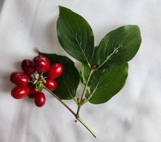 블루하우스로 가기 전 남유하 작가의 아버지가 어머니에게 건넨 '마지막 선물' 보리수나무 열매. 어머니는 마지막 가는 길에 이 열매 말고는 아무것도 가져가지 않았다. 사진 남 작가