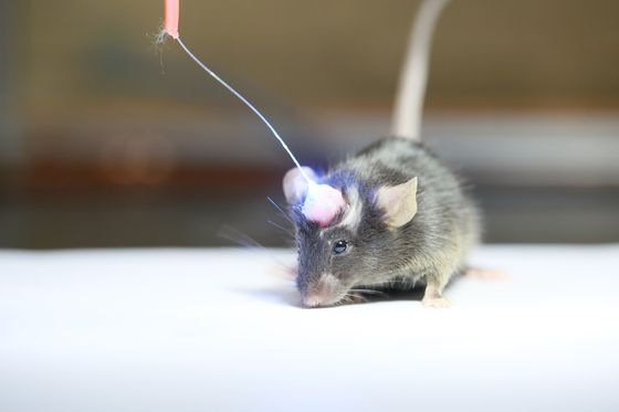 뇌 신경회로 연구에 동원된 실험 쥐 자료사진. [중앙포토]