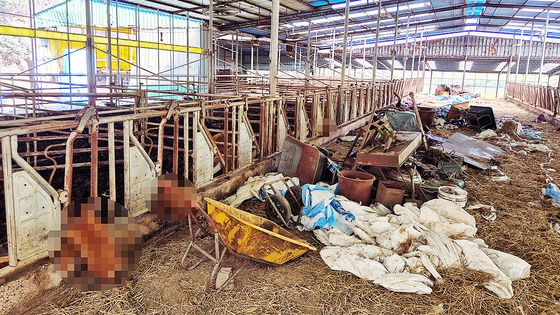 11일 오전 전남 해남군 한 축사에서 소 63마리가 폐사해 경찰과 축사당국이 조사에 나섰다. 사진은 축사에서 죽은 소들의 모습. 황희규 기자