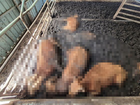 11일 오전 전남 해남군 한 축사에서 소 63마리가 폐사해 경찰과 축사당국이 조사에 나섰다. 사진은 축사에서 죽은 소들의 모습. 황희규 기자