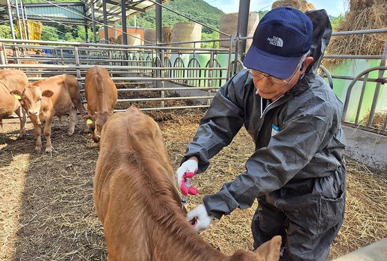 경북 고령군은 지역 모든 우제류(소, 돼지, 염소, 사슴) 가축을 대상으로 구제역 긴급 백신접종을 실시한다고 18일 밝혔다. [사진 고령군]