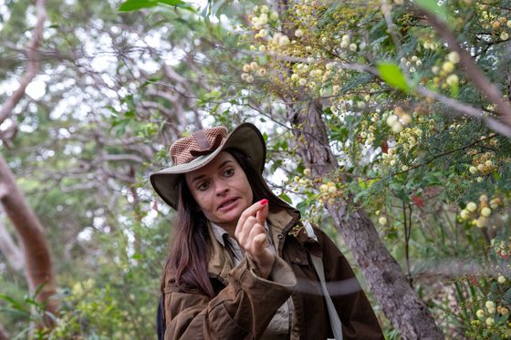 벙줄라 족의 후예인 키라 랜들이 호주 국화인 '골든 와틀'을 설명하는 모습. 최승표 기자