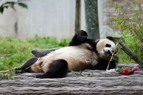 지난해 6월 판다센터 워룽 선수핑 기지에서 놀고 있는 푸바오. 신화=연합뉴스