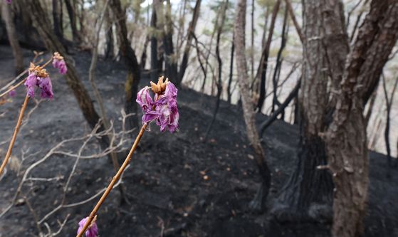 울산시 울주군 온양읍 대운산 일대에서 발생한 대형 산불이 엿새 만에 꺼진 가운데 28일 검게 탄 산불 지역에 핀 진달래가 시들어 있다. [연합뉴스]