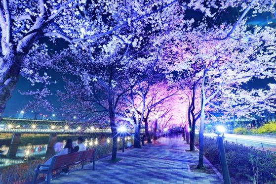 야간 조명을 설치한 서울 금천구 안양천 인근 벚꽃. [사진 금천구]