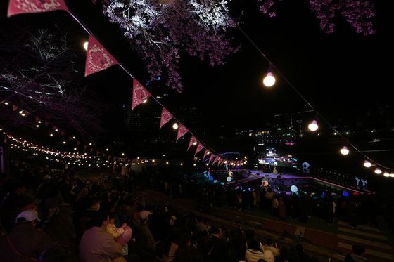 서울 서초구가 진행 중인 양재천 벚꽃 등 축제. [사진 서초구]