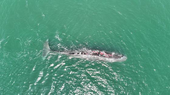 바다에서 향고래 어미와 새끼가 함께 헤엄치고 있다. AP=연합뉴스