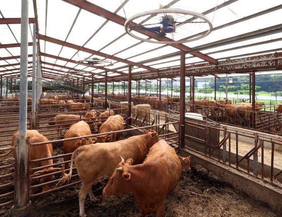 강원 춘천시 신북읍의 한우 사육 농가. 기사의 내용과 관계가 없습니다. 연합뉴스