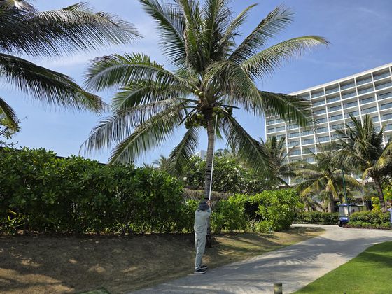 코코넛 수확 체험을 진행하는 모습. 정영교 기자