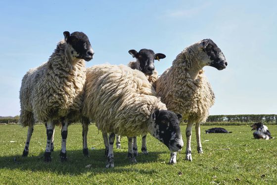 영국의 한 농장에 있는 양 무리. AP=연합뉴스