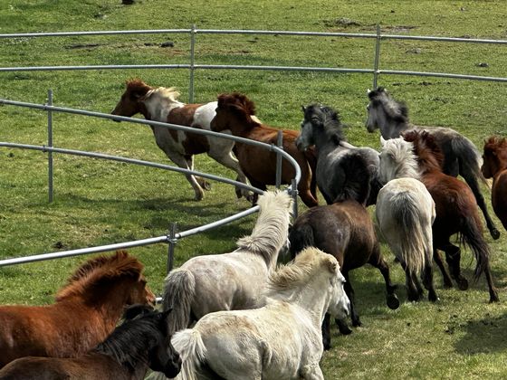 이달 19일 오후 제주도 한라산 중턱의 제주마방목지에서 제주마 100여 마리가 한꺼번에 달리고 있다. 최충일 기자