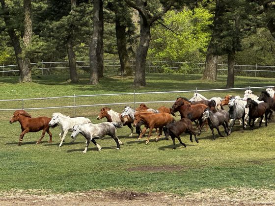 이달 19일 오후 제주도 한라산 중턱의 제주마방목지에서 제주마 100여 마리가 한꺼번에 달리고 있다. 최충일 기자