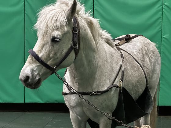 한국마사회 제주목장에서 활동 중인 시정마. 배부분에 은밀한 부위를 막은 비닐 가리개가 달려있다. 최충일 기자
