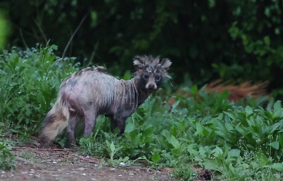 지난 24일 오후 인천시 연수구 송도동 수변 산책로에서 '개선충'에 감염된 것으로 보이는 너구리가 이동하고 있다. 연합뉴스