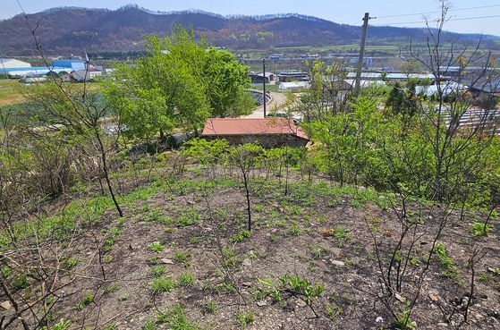 빌뱅이언덕에서 내려다본 안동 권정생 선생 생가. 가운데 보이는 빨간 지붕 흙집이 선생이 생전에 살던 흙집이다. 산불이 언덕까지만 덮치고 흙집으로는 안 내려왔다. 선생의 유해가 이 언덕에 뿌려졌다.