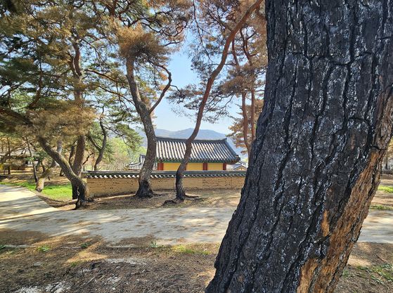 안동 묵계서원. 서원 담장 밖의 소나무는 불을 맞았는데 담장 안 서원은 무사하다. 기적적인 풍경이다.