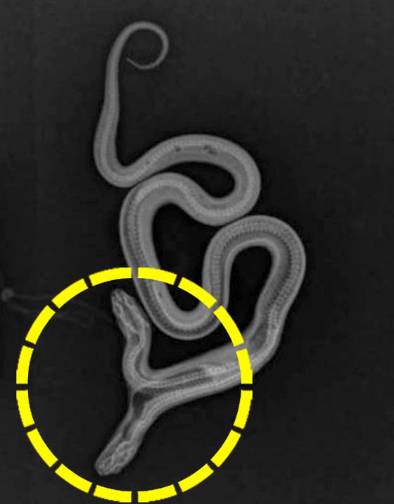 미국 캘리포니아의 한 파충류 매장에서 쌍두사를 공개했다. 사진 이스트베이 비바리움 인스타그램 캡처