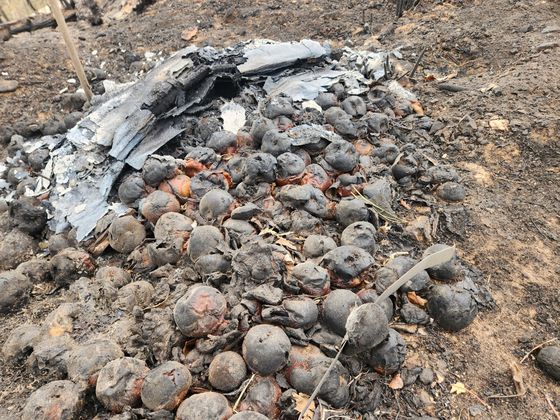 지난 3월 27일 오후 경북 안동시 길안면 한 사과밭에 산불에 타버린 사과가 쌓여 있다. 김정석 기자