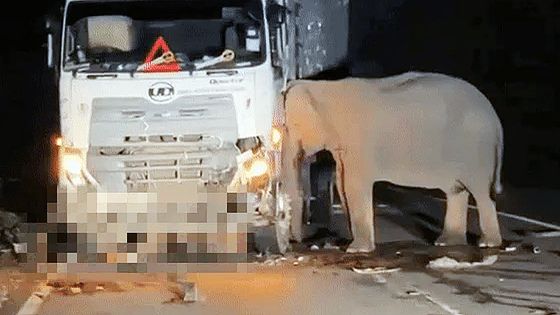 11일(현지시간) 말레이시아 페락주 쿠알라캉사르의 고속도로에서 대형 트럭이 아기 코끼리를 덮치자 어미 코끼리가 머리로 트럭을 밀고 있는 모습이 공개됐다. 사진 페이스북 캡처