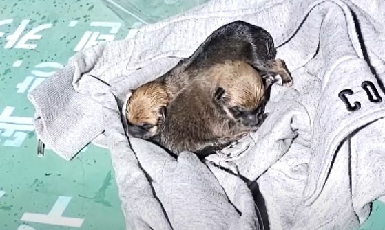 지난 15일 서울 강북구 한 헌옷 수거함에서 발견된 강아지들. 사진 JTBC 사건반장 캡처