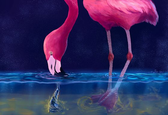얕은 물가에서 먹이를 잡는 홍학(플라밍고)의 모습. 사진 빅터 오르테가 히메네즈 조교수