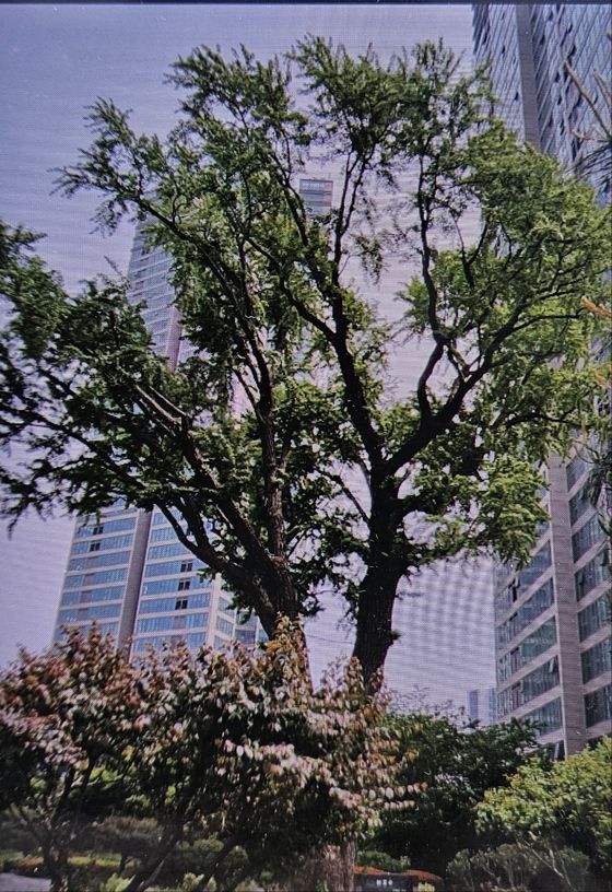 서울시 용산구 서빙로로에 있는 은행나무. 사진 산림청