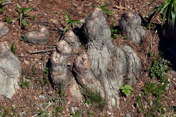 낙우송은 물을 좋아해서 습한 땅에 서식하는데, 낙우송 주변에는 땅에 솟은 뿌리인 기근이 있다.