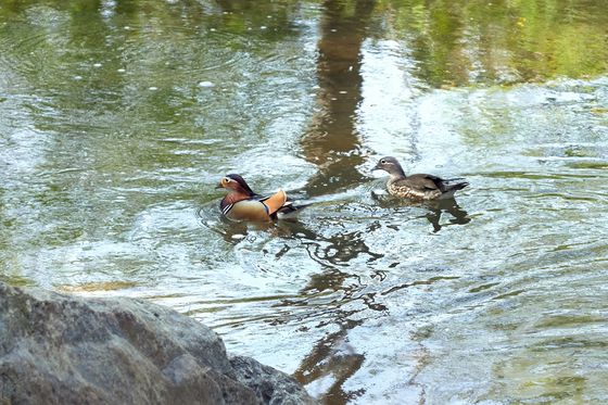 소중 학생기자단이 광릉숲에서 만난 원앙은 기러기목 오리과에 속하는 조류로 비교적 흔한 텃새이다.