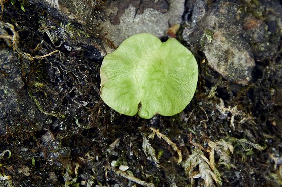 산기슭·냇가에서 자라는 비술나무도 광릉숲에 서식한다. 사진은 비술나무 열매로, 씨는 열매의 중앙에 있다.