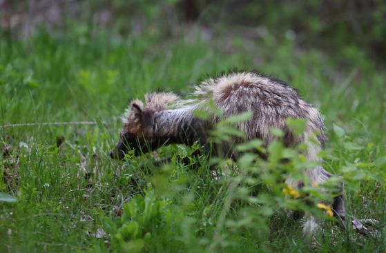 지난 4월 인천 연수구 송도동 수변 산책로에서 발견된 너구리. '개선충'에 감염된 것으로 추정된다. 개선충에 감염되면 몸 전체의 털이 빠지고 심한 가려움과 만성 피부염을 유발한다. [연합뉴스]