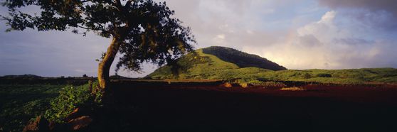 김영갑이 유난히 사랑했던 용눈이오름. 사진 속의 저 나무는 지금 없다. [사진 김영갑갤러리 두모악]