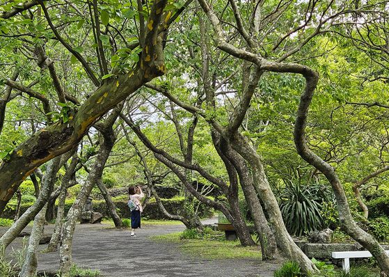 신록 우거진 두모악 정원. 두모악 정원은 제주도 중산간을 재현하고자 했다.