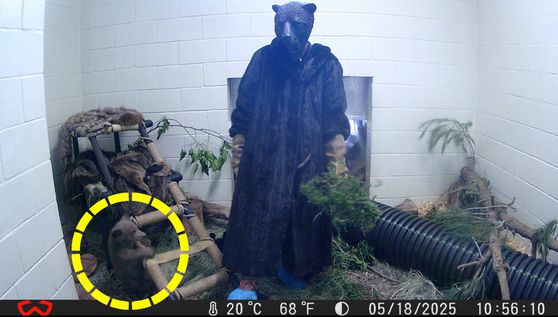 보호사가 곰 탈을 쓰고 털옷을 입고 새끼곰을 돌보고 있다. 사진 샌디에이고 동물보호협회 보호센터