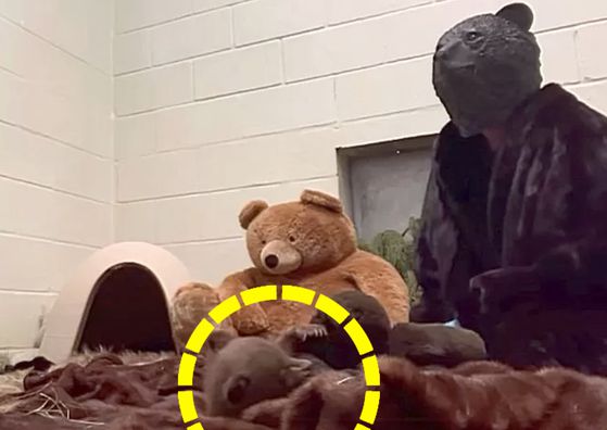 새끼곰을 위해 곰인형도 센터 내부에 비치하고 있다. 사진 샌디에이고 동물보호협회 보호센터