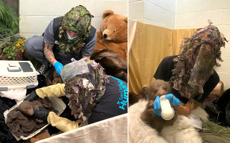 새끼곰의 야생성을 위해 보호사들이 야생 분위기를 만들어내고 있다. 사진 샌디에이고 동물보호협회 보호센터