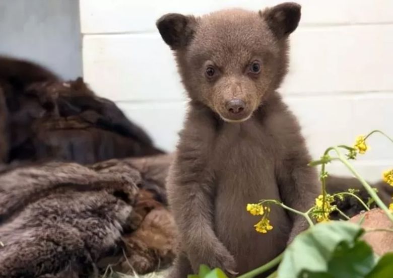 베이비 베어는 최장 1년간 센터에 머물렀다고 자연으로 되돌아갈 예정이다. 사진 샌디에이고 동물보호협회 보호센터